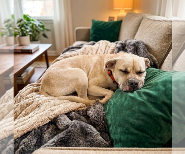 Medium Photo #1 Boxador Puppy For Sale in Genesee, WI, USA