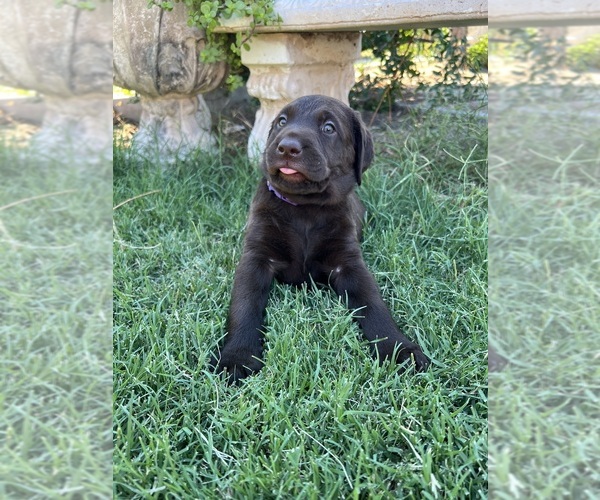 Medium Photo #5 Labrador Retriever Puppy For Sale in QUEEN CREEK, AZ, USA