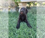 Small #4 Labrador Retriever