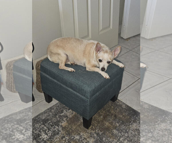 Medium Photo #3 Chihuahua-Unknown Mix Puppy For Sale in Chandler, AZ, USA