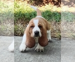 Small #5 Basset Hound
