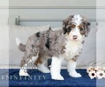 Small #2 Bernedoodle (Miniature)