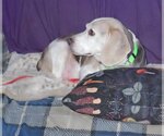 Small Photo #6 Beagle Puppy For Sale in Tucson, AZ, USA
