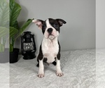 Small Photo #4 Boston Terrier Puppy For Sale in FRANKLIN, IN, USA