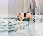 Small Photo #9 French Bulldog Puppy For Sale in HUMBOLDT, SD, USA