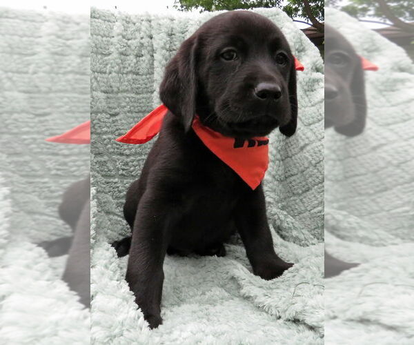 Medium Photo #4 Labrador Retriever Puppy For Sale in Grovertown, IN, USA