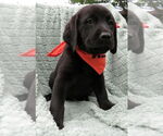 Small #3 Labrador Retriever