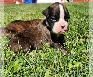 Boxer Puppy for sale in AFTON, WY, USA