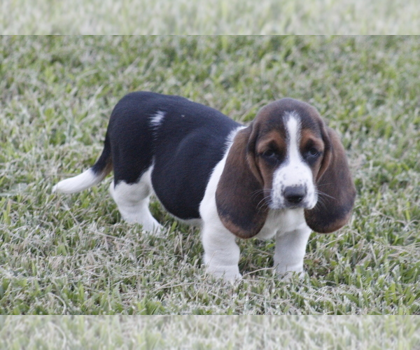 Medium Photo #61 Basset Hound Puppy For Sale in MEMPHIS, MO, USA