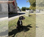 Small Photo #3 American Staffordshire Terrier-Plott Hound Mix Puppy For Sale in Blairsville, GA, USA