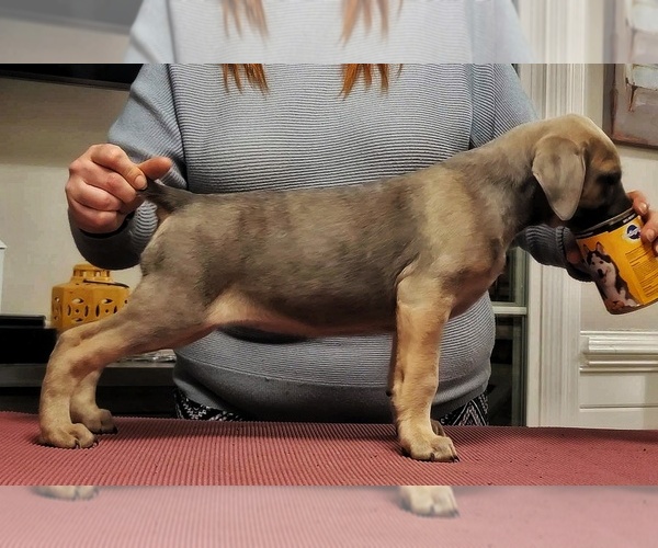Medium Photo #1 Cane Corso Puppy For Sale in BEAVERDAM, VA, USA