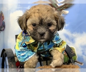 ShihPoo Puppy for sale in CASSVILLE, MO, USA