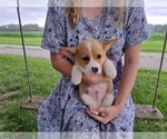 Small Photo #12 Pembroke Welsh Corgi Puppy For Sale in SHILOH, OH, USA