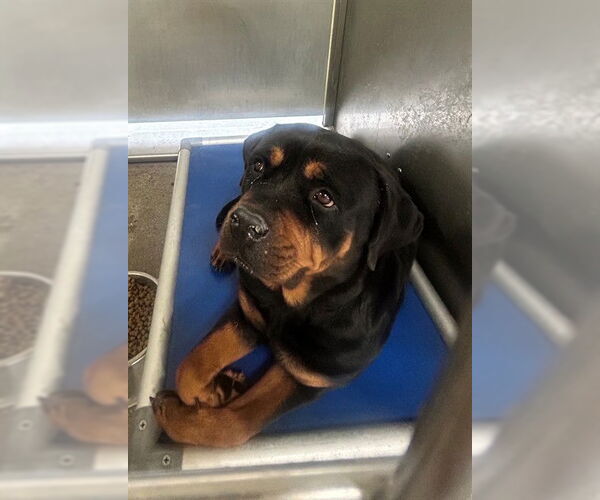 Medium Photo #1 Rottweiler Puppy For Sale in Downey, CA, USA