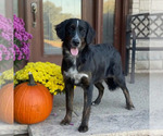 Small Photo #1 Bernedoodle Puppy For Sale in WOLCOTT, IN, USA