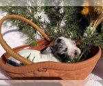 Small Photo #5 Chihuahua Puppy For Sale in SHERMAN, TX, USA