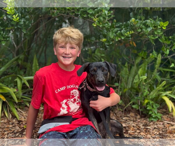 Medium Photo #1 Mutt Puppy For Sale in Sanford, FL, USA