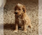 Small Photo #3 Goldendoodle-Poodle (Miniature) Mix Puppy For Sale in KINZERS, PA, USA