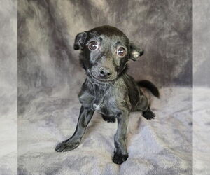 Chiweenie Dogs for adoption in Albuquerque, NM, USA