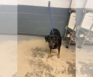 Rottweiler-Unknown Mix Dogs for adoption in Tallahassee, FL, USA