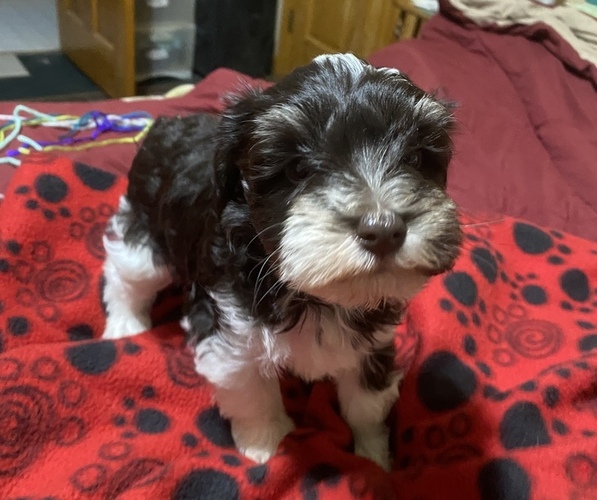 Medium Photo #1 Schnauzer (Miniature) Puppy For Sale in GAINESVILLE, MO, USA