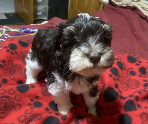 Schnauzer (Miniature) Puppy for sale in GAINESVILLE, MO, USA