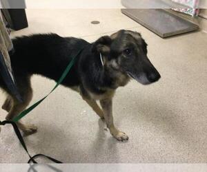 German Shepherd Dog Dogs for adoption in Riverside, CA, USA