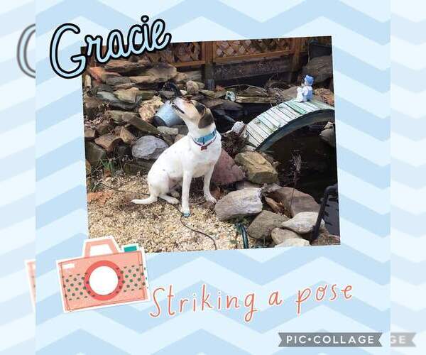 Medium Photo #6 Mutt Puppy For Sale in Westminster, MD, USA