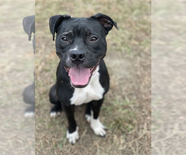 Medium Photo #3 American Pit Bull Terrier-Unknown Mix Puppy For Sale in Virginia Beach, VA, USA