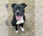 Small #2 American Pit Bull Terrier Mix