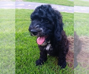 Springerdoodle Puppy for sale in MONTELLO, WI, USA