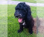 Image preview for Ad Listing. Nickname: Cleo