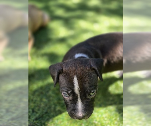 Medium Photo #1 American Pit Bull Terrier Puppy For Sale in SOUTHBOROUGH, MA, USA