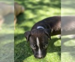 Puppy Black Boy1 American Pit Bull Terrier