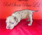 Small #1 American Bully