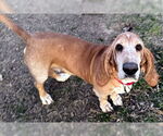 Small #2 Basset Hound