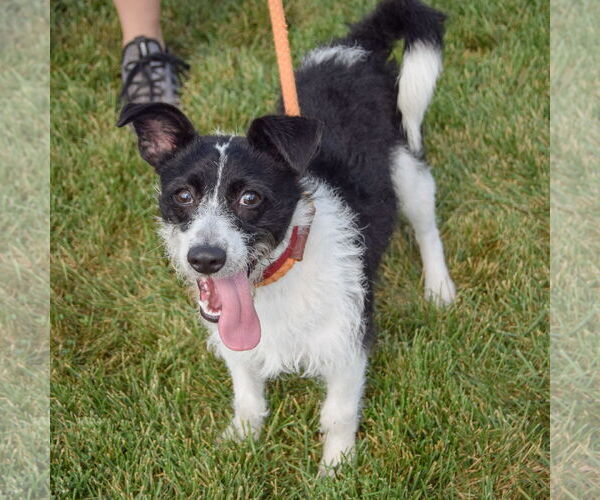 Medium Photo #4 Jack Russell Terrier-Unknown Mix Puppy For Sale in Huntley, IL, USA