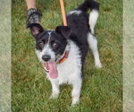 Small #3 Jack Russell Terrier Mix