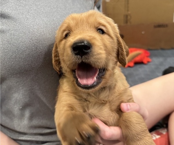 Medium Photo #1 Golden Retriever Puppy For Sale in COEUR D ALENE, ID, USA