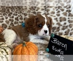 Small #1 Cavalier King Charles Spaniel