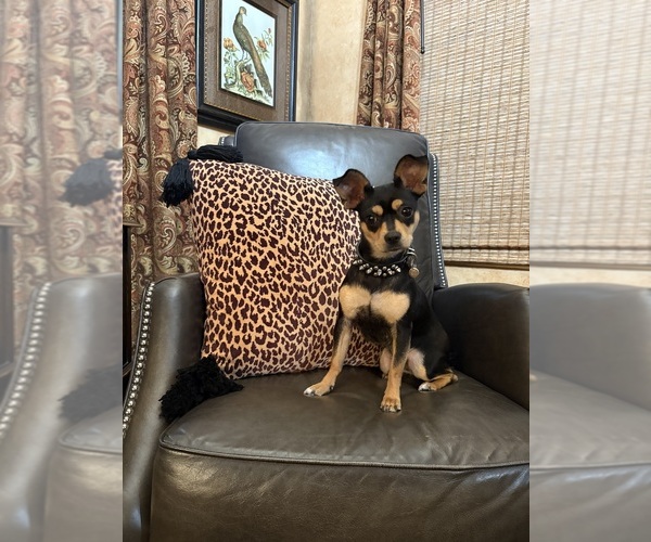 Medium Photo #1 Chihuahua-Mutt Mix Puppy For Sale in SCOTTSDALE, AZ, USA