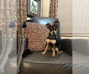 Chihuahua-Mutt Mix Puppy for sale in SCOTTSDALE, AZ, USA