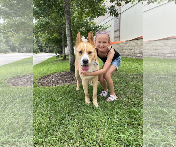 Medium Photo #5 Mutt Puppy For Sale in The Woodlands, TX, USA