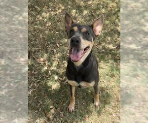 Doberman Pinscher-Unknown Mix Dogs for adoption in Texas City, TX, USA
