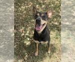 Small Doberman Pinscher Mix