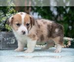 Small Photo #40 Pembroke Welsh Corgi Puppy For Sale in NEW CONCORD, OH, USA