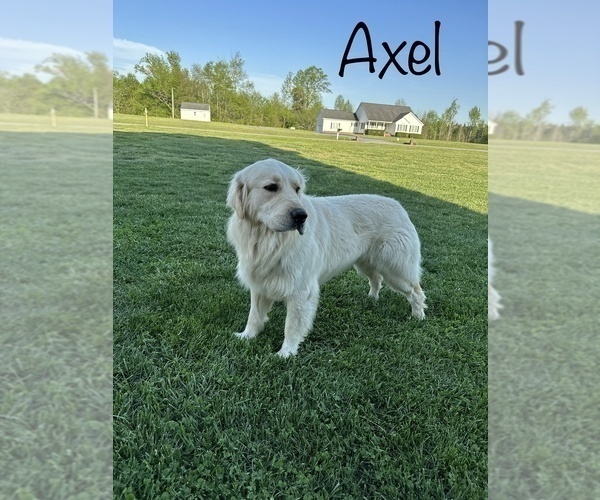 Medium Photo #1 Goldendoodle Puppy For Sale in DEWITT, VA, USA