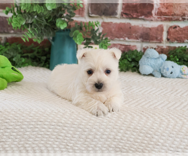 Medium Photo #11 West Highland White Terrier Puppy For Sale in SYRACUSE, IN, USA