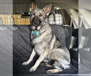 German Shepherd Dog Puppy for Sale in CHESNEE, South Carolina USA