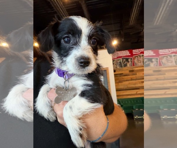 Medium Photo #1 Dachshund-Unknown Mix Puppy For Sale in Holly Springs, NC, USA